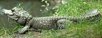 карликовый африканский крокодил, африканский кайман (Osteolaemus tetraspis), фото, фотография