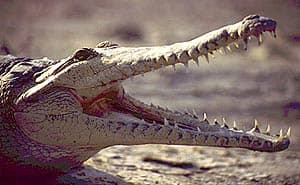  ,   (Crocodylus johnstoni), , 