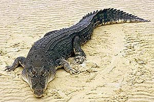  ,    (Crocodylus porosus), , 
