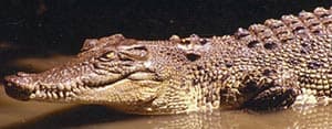 - ,   (Crocodylus porosus), , 