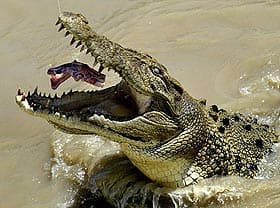   (Crocodylus porosus), , 