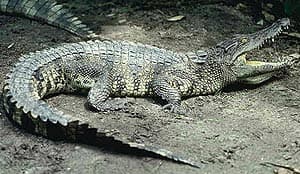  ,   (Crocodylus porosus), , 