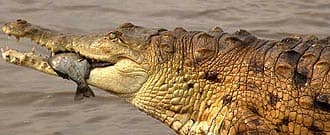  ,   (Crocodylus intermedius), , 