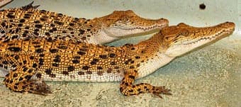    (Crocodylus mindorensis), , 