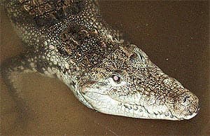  , -  (Crocodylus moreletii), , 