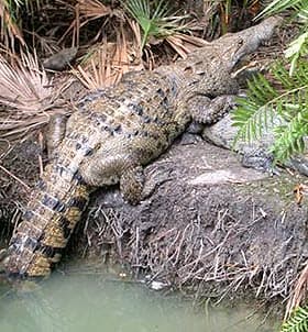   (Crocodylus moreletii), , 