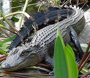  (Alligator sinensis), , 