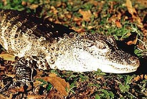   (Alligator sinensis), , 