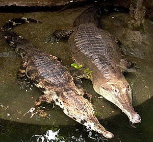   , -   (Crocodylus cataphractus), , 