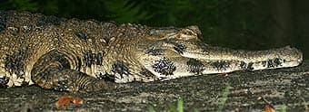  ,   (Crocodylus cataphractus), , 