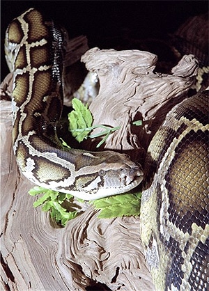   (Python molurus), ,   http://www.prehistoricpets.com