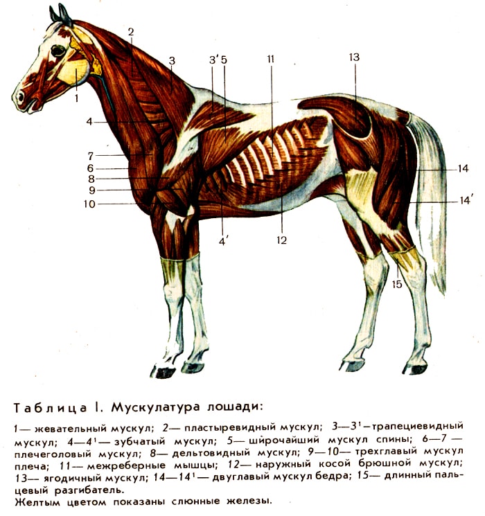 Мускулатура лошади, рисунок схема