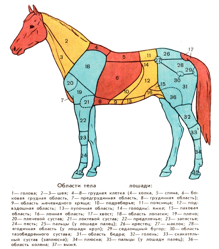 Стати лошади, рисунок схема