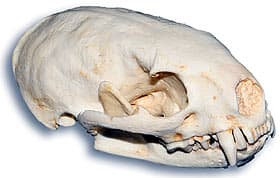    (Galictis cuja), ,   http://skullsunlimited.com/