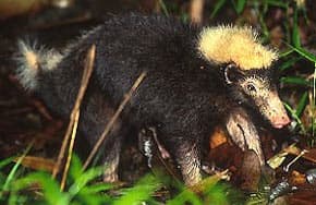   ,    (Mydaus javanensis), ,   http://badgers.org.uk/badgerpages/