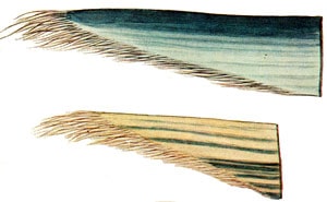   ,   (Balaenoptera physalus), , 