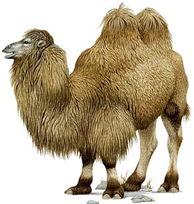  , ,  (Camelus bactrianus), ,   http://www.dkimages.com/