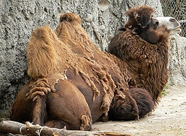  ,  (Camelus bactrianus), ,   http://upload.wikimedia.org/