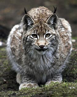  (Lynx lynx), ,   http://farm1.static.flickr.com/