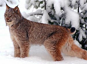  (Lynx lynx), ,  c http://www.moggyblog.com/blogs/