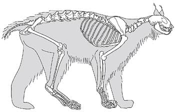    (Lynx lynx), ,  c http://www.archeozoo.org/