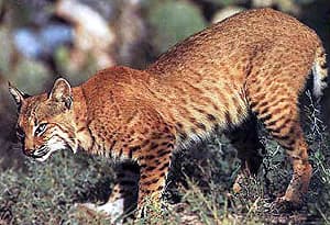  ,   (Lynx rufus, Felis rufus), , 