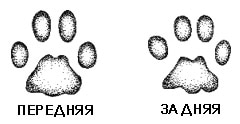    (Lynx rufus, Felis rufus), , 