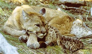    (Puma concolor, Felis concolor), , 