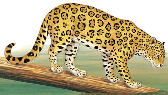 (Panthera onca), ,  c