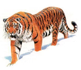   (Panthera tigris altaica), , 