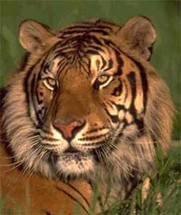  (Panthera tigris), , 