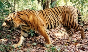   (Panthera tigris tigris), ,   http://jennifermarohasy.com/