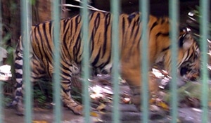   (Panthera tigris sondaica), , ,  www.zooclub.ru - . 