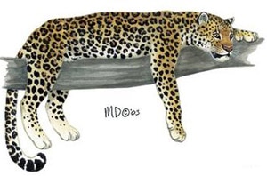 (Panthera pardus), , 