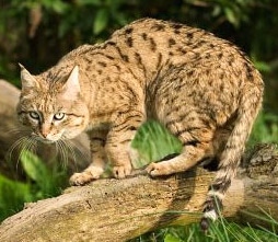   ,  ,    (Felis silvestris ornata), ,  c http://scottishwildcats.co.uk/