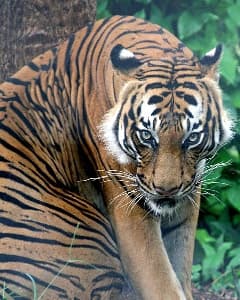   (Panthera tigris jacksoni), ,   http://www.animalesextincion.es/articulo.php?id_noticia=269