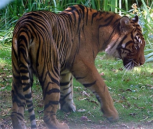   (Panthera tigris jacksoni), ,   http://zoonaute.forumactif.com/