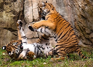   (Panthera tigris jacksoni), ,   http://www.flickr.com/photos/28539833@N03/2940245094/