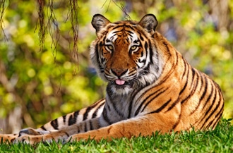   (Panthera tigris tigris), , 