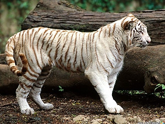   ,   (Panthera tigris tigris), , 