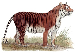   (Panthera tigris sondaica),    http://wildlifemysteries.files.wordpress.com/2009/05/javan-tiger.jpg?w=400&h=278