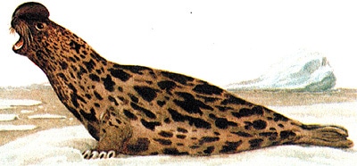 ,   (Cystophora cristata)  