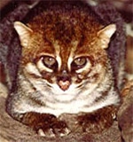   (Prionailurus planiceps),   c http://www.catchannel.com/images/wildcats/flat_headed_cat.jpg