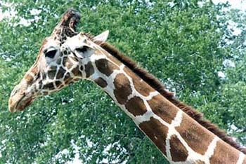  (Giraffa camelopardalis), , 