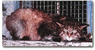 Гобийская кошка, китайская кошка (Felis bieti), фото, фотография картинка хищные звери