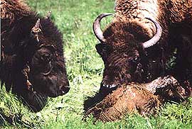 ,  (Bison bison), , 