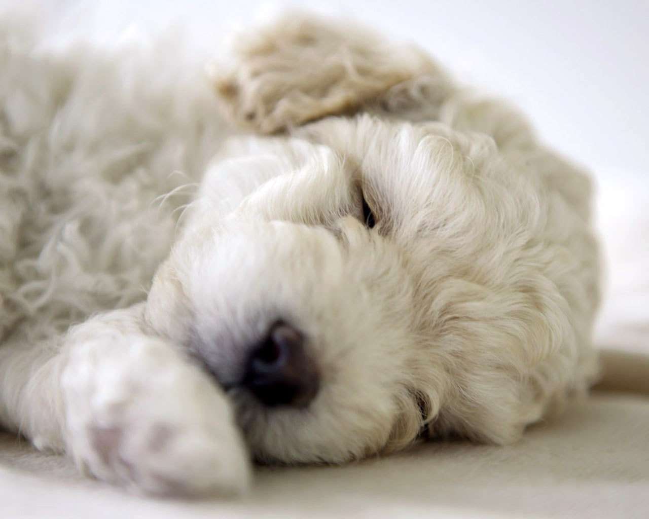 Белый щенок спит