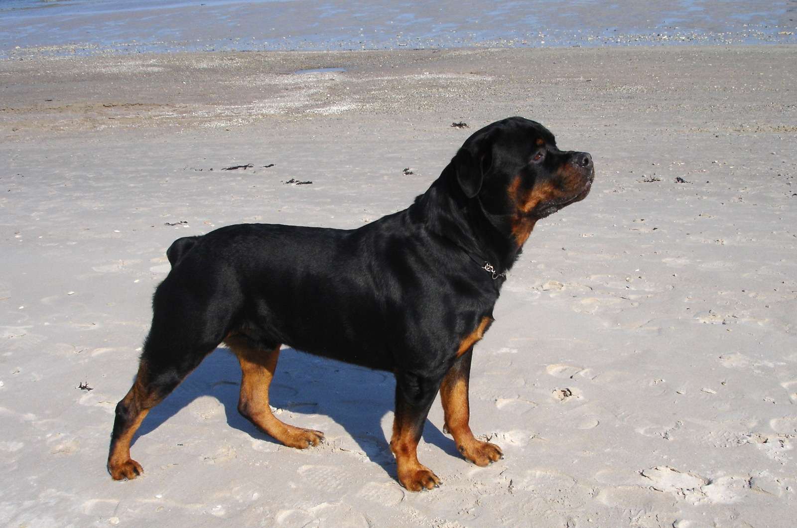 Ротвейлер на берегу водоема, фото вопросы и ответы о собаках фотография