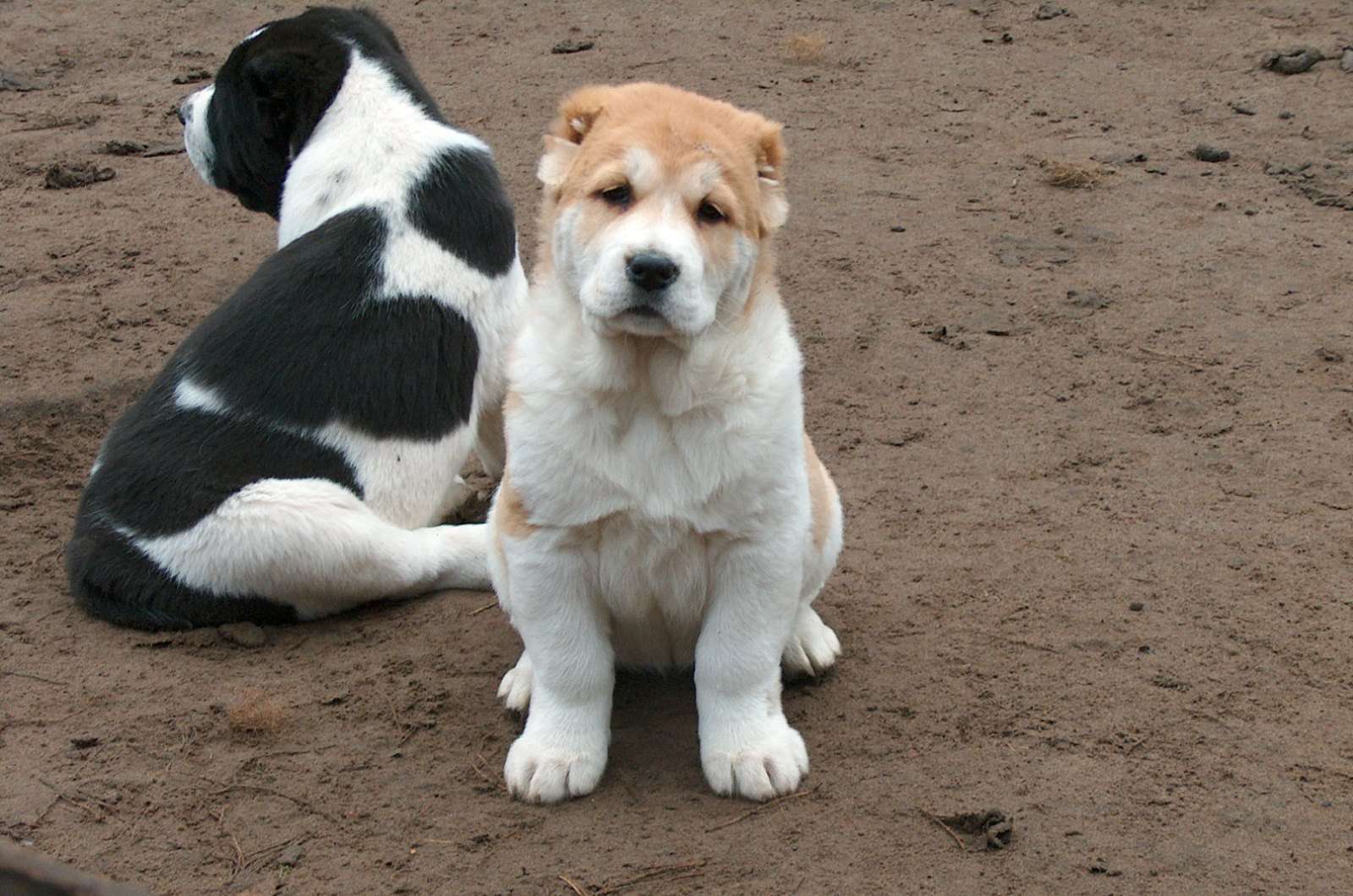 Алабай собака щенок 1 месяц