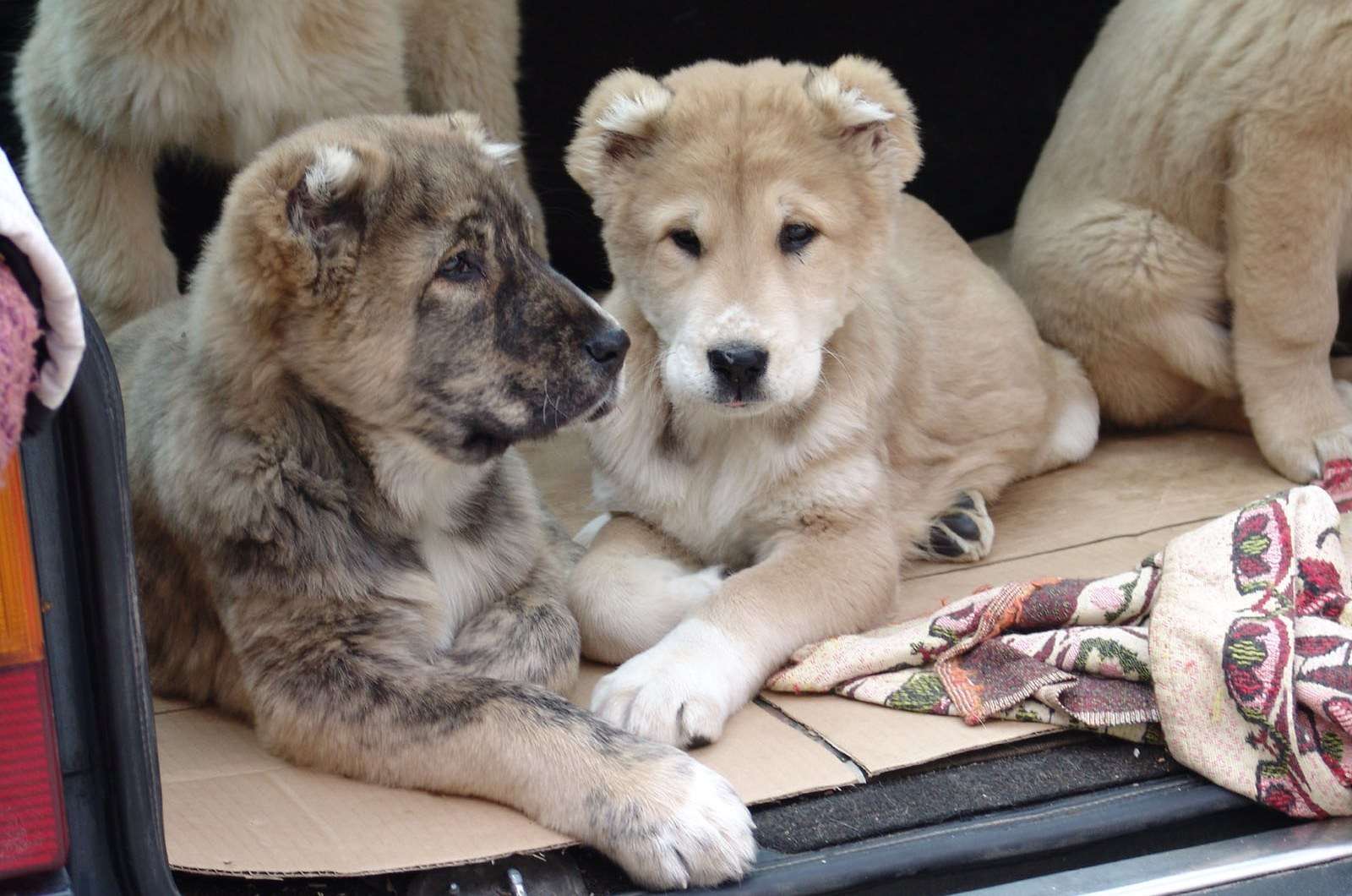 Выставка собак породы Среднеазиатская овчарка